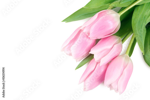 Fototapeta Naklejka Na Ścianę i Meble -  spring fragrant pink and white tulips isolated on white background close up
