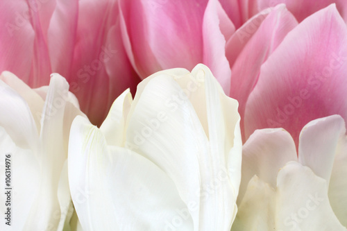 beautiful and fragrant buds blooming tulips close up