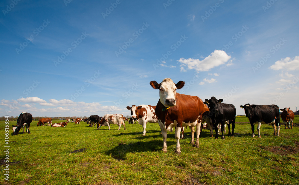 Fototapeta premium Dutch cows