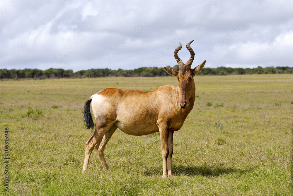 Red hartebeest running in dust - Alcelaphus caama - Kalahari des Red hartebeest running in dust - Alcelaphus caama - Kalahari des