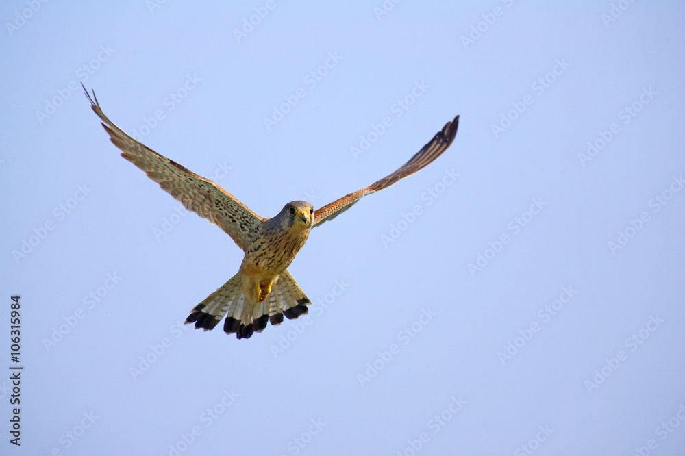 Falke Falke
