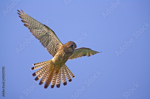 Falke