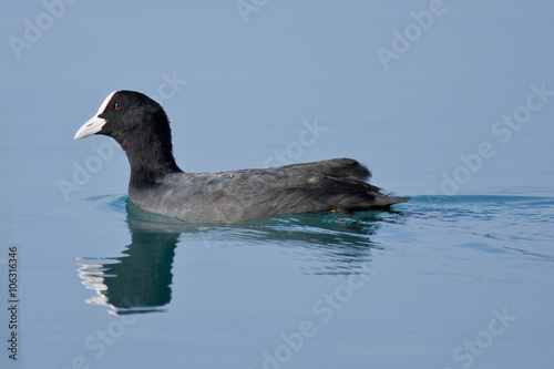 Ave focha común nadando en laguna de aguas azules