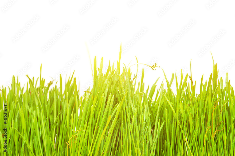 Fototapeta premium Ladybug on fresh green leaf isolated. Spring background