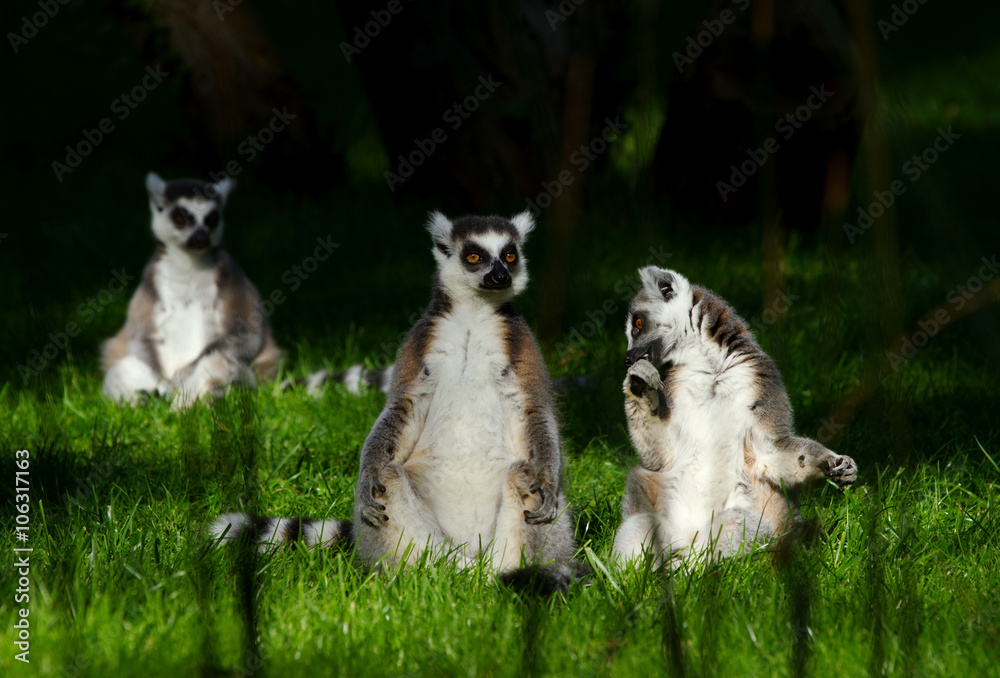 lemur monkey family on grass, sunny summer day.