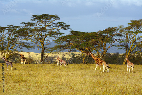 Rotschild giraffes, Lake Nakuru National Park, Kenya photo