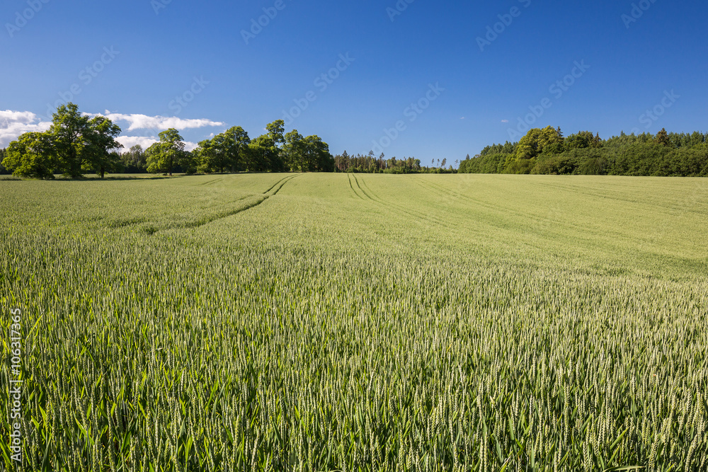 Field of green cereals in summer. Agriculture view. Latvia Field of green cereals in summer. Agriculture view. Latvia