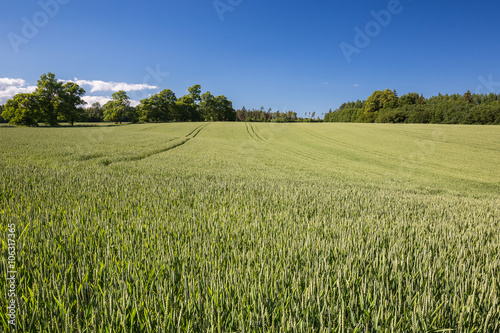 Field of green cereals in summer. Agriculture view. Latvia