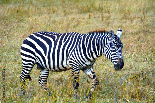 Plain zebra  Lake Nakuru National Park  Kenya