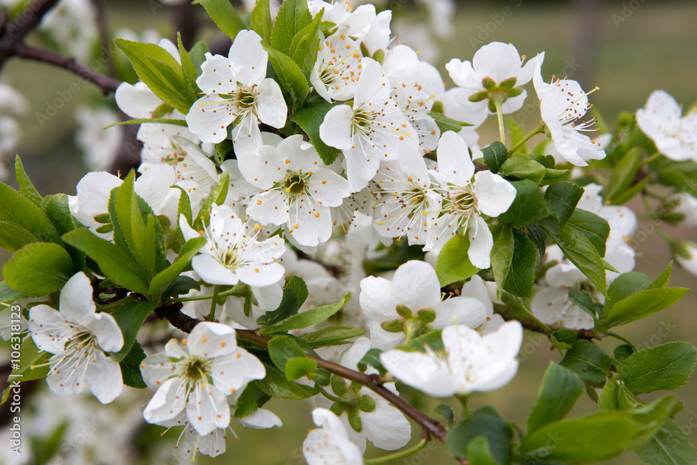 Plum flowers (Prunus domestica)