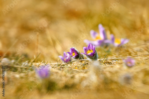 Early spring flower pasqueflower Pulsatilla grandis purple flowe