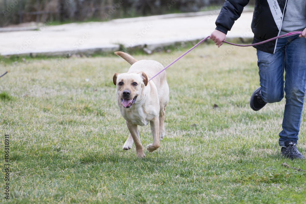 A Brown labrador in a grass field A Brown labrador in a grass field