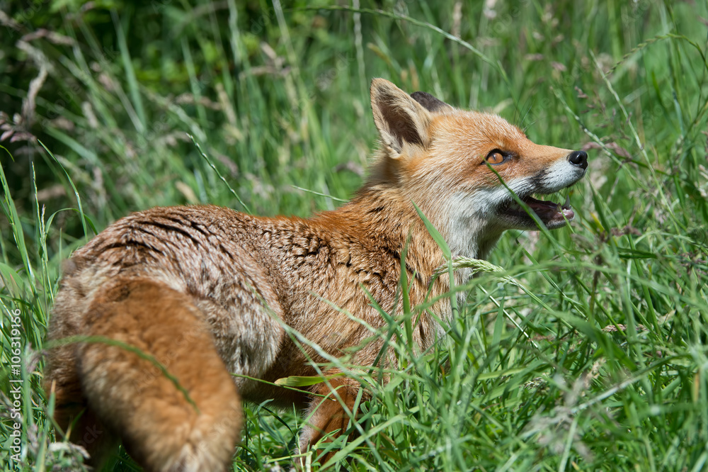 Fototapeta premium Red Fox (Vulpes Vulpes)/Red Fox in deep green grass