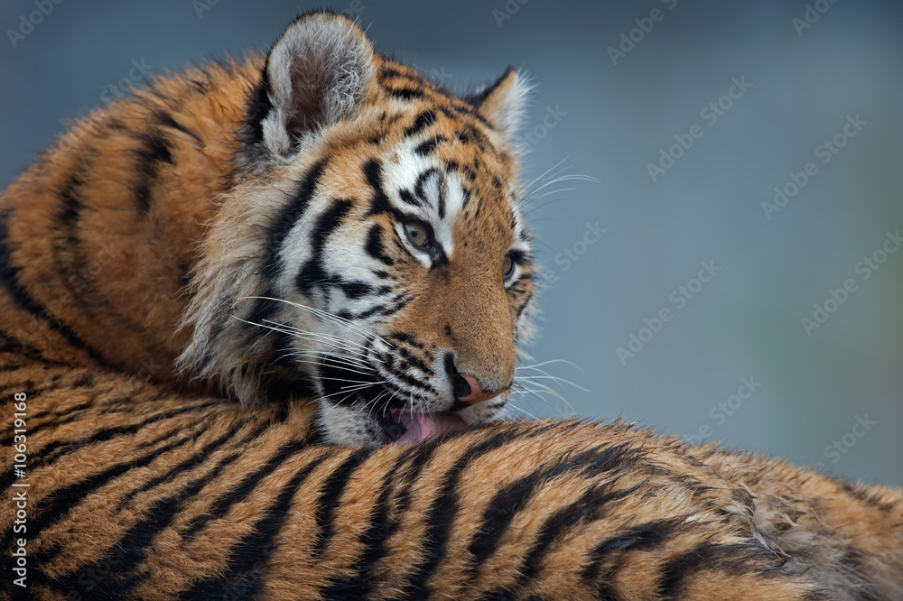 Naklejka premium Siberian Tiger Cub (Panthera Tigris Altaica)/Close up portrait of Siberian Tiger Cub