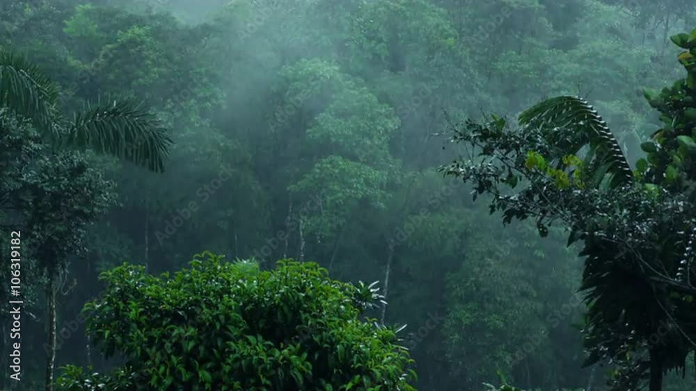 Experience the mesmerizing beauty of heavy rain over the enchanting clouds forest in the majestic Andes,captured in a stunning static shot with immersive audio.