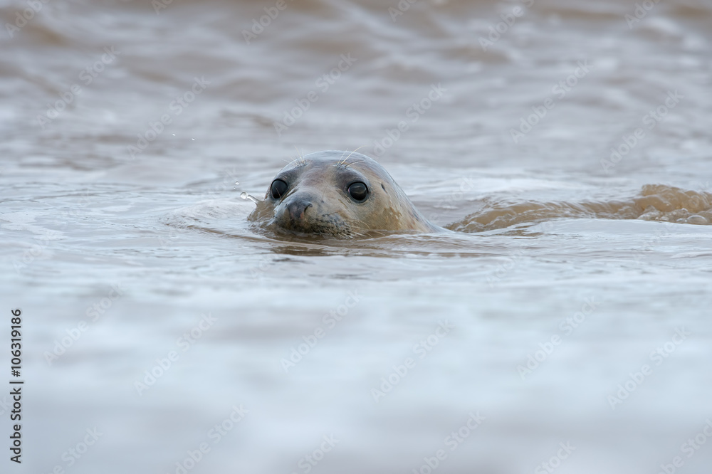 Fototapeta premium Atlantic Grey Seal (Halichoerus Grypus)/Atlantic Grey Seal swimming in North Sea