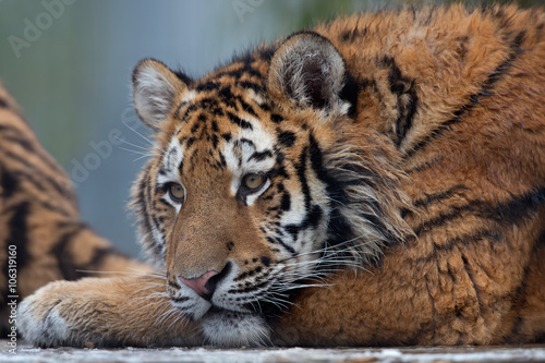 Fototapeta Naklejka Na Ścianę i Meble -  Siberian Tiger Cub (Panthera Tigris Altaica)/Close up portrait of Siberian Tiger Cub
