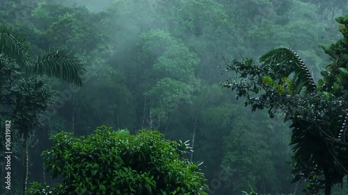 A wide shot of a dense mist-covered tropical rainforest in the Ecuadorian Andes, lush green foliage and palm fronds in a serene humid jungle during rainfall.