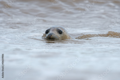 Atlantic Grey Seal (Halichoerus Grypus)/Atlantic Grey Seal swimming in North Sea