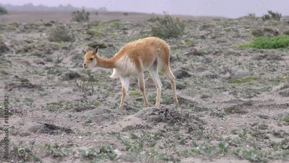 Vicuna,a camelid species,grazes on scarce vegetation found in the deserts of the Andes,showcasing their unique adaptation to harsh environments. Vicuna,a camelid species,grazes on scarce vegetation found in the deserts of the Andes,showcasing their unique adaptation to harsh environments.