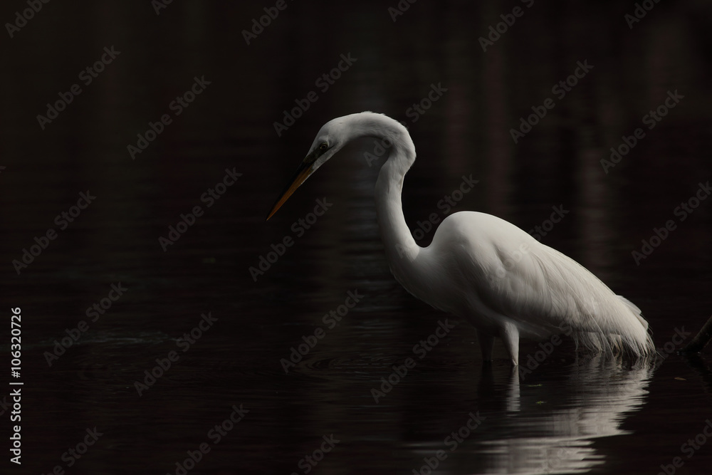 Naklejka premium Great White Egret 