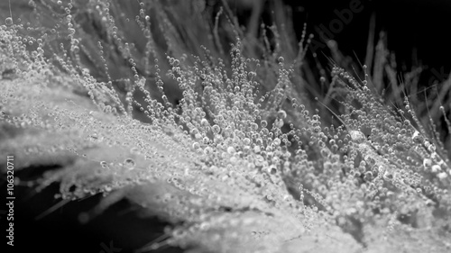 Blossoming Dew Drops in Black and White