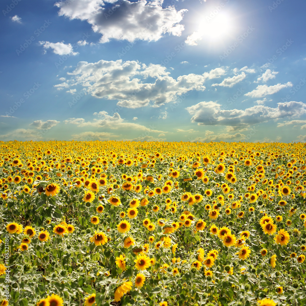 Field with sunflowers and the blue sky Field with sunflowers and the blue sky