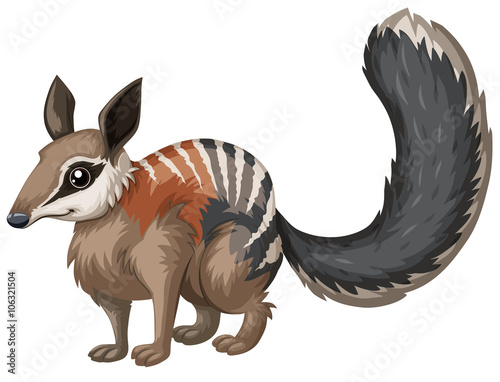Wild numbat with happy face photo
