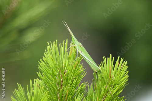 Green locusts, orthoptera insect photo