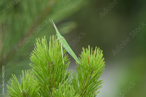 Green locusts, orthoptera insect photo