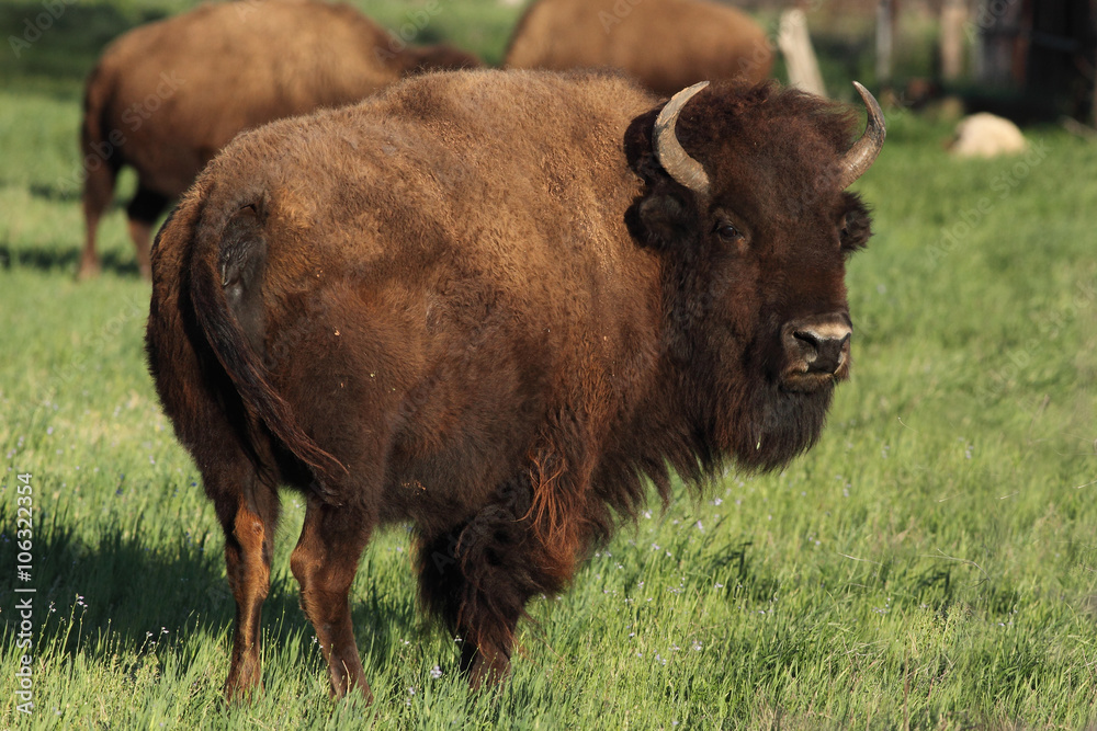 
American bison
