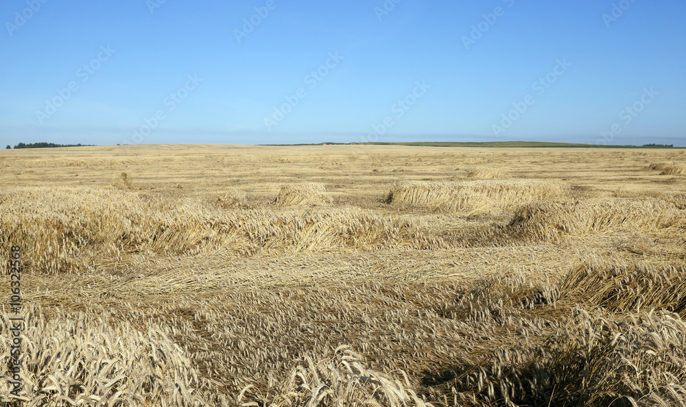 agricultural field with cereal  