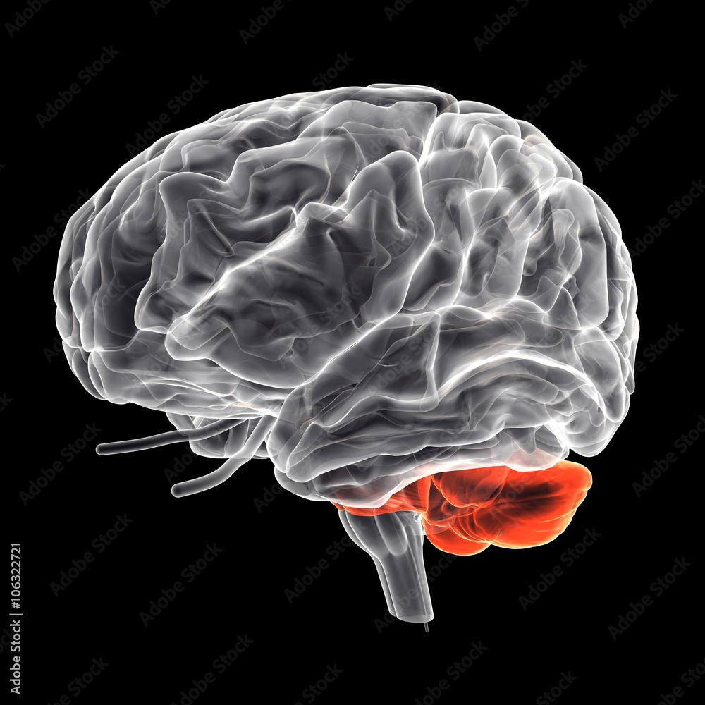 Human brain Human brain