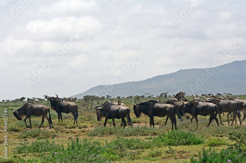 Fototapeta Naklejka Na Ścianę i Meble -  Blue wildebeests