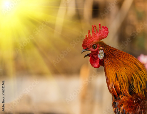 Fotografija Rooster crowing in the morning sun