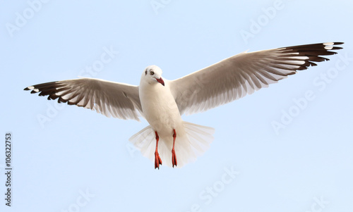 Seagull fly in the sky at Bang Pu,Thailand.