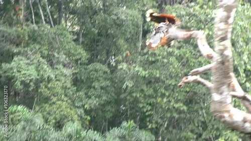 Two hoatzin birds with rufous and black plumage land and perch on a tree branch in dense green rainforest in the Cuyabeno Amazon, Ecuador, flapping their wings as they settle.