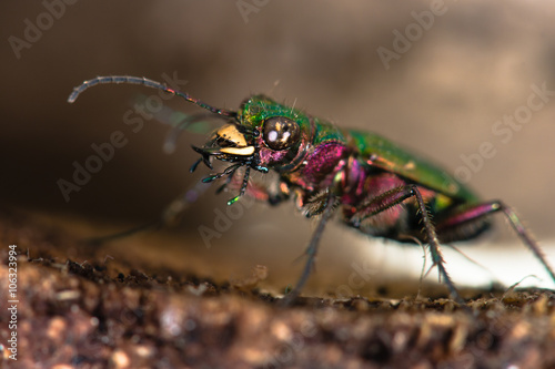 Green tiger beetle (Cicindela campestris) eyes and mandibles. An impressive hunting ground beetle in the family Carabidae, with violet, pink and green metallic colours and amazing mandibles © iredding01