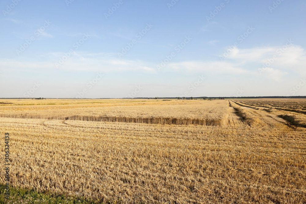 Fototapeta premium farm field cereals