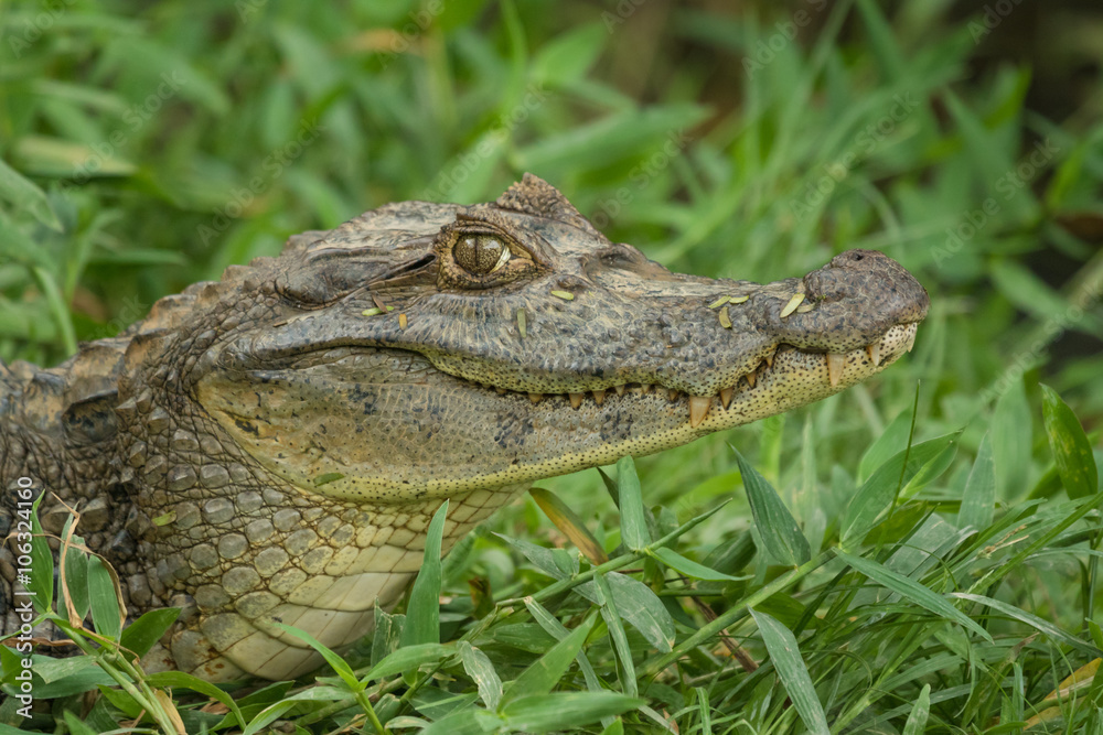 Fototapeta premium Alligator