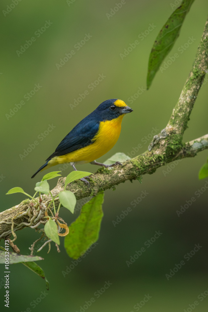 Yellow-throated Euphonia