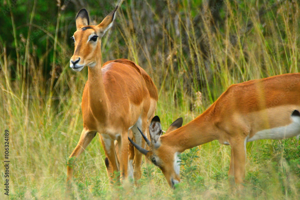 Impalas, Maasai Mara Game Reserve, Kenya Impalas, Maasai Mara Game Reserve, Kenya