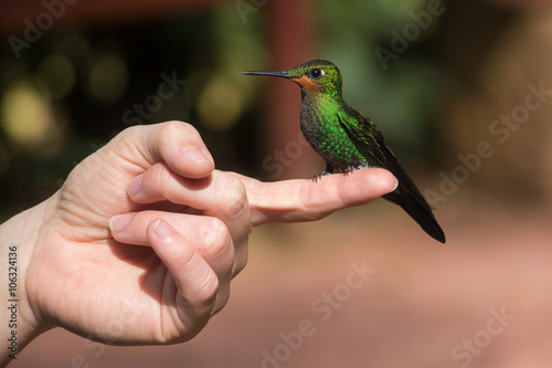 Green-crowned Brilliant