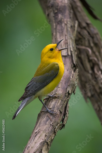 Green-crowned Brilliant