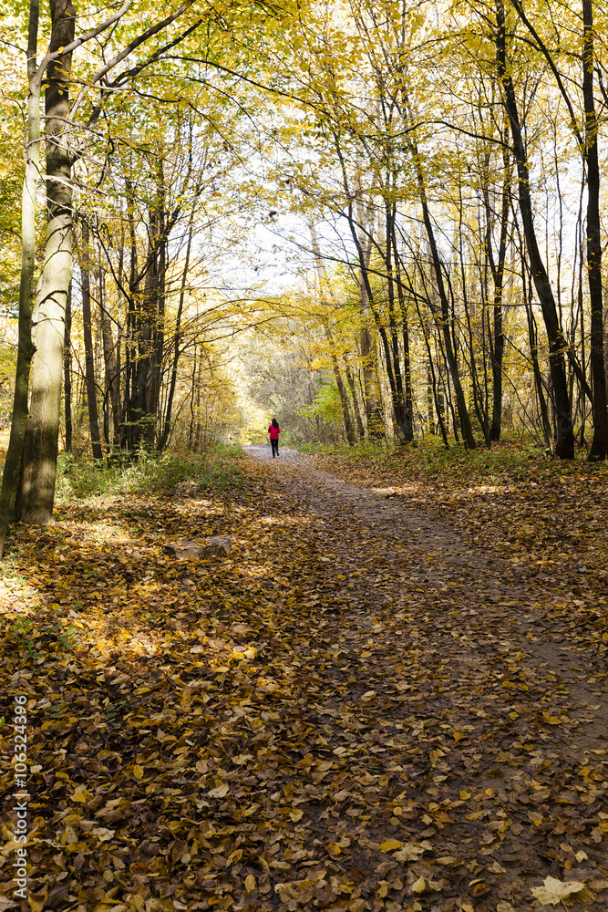 autumn forest , closeup