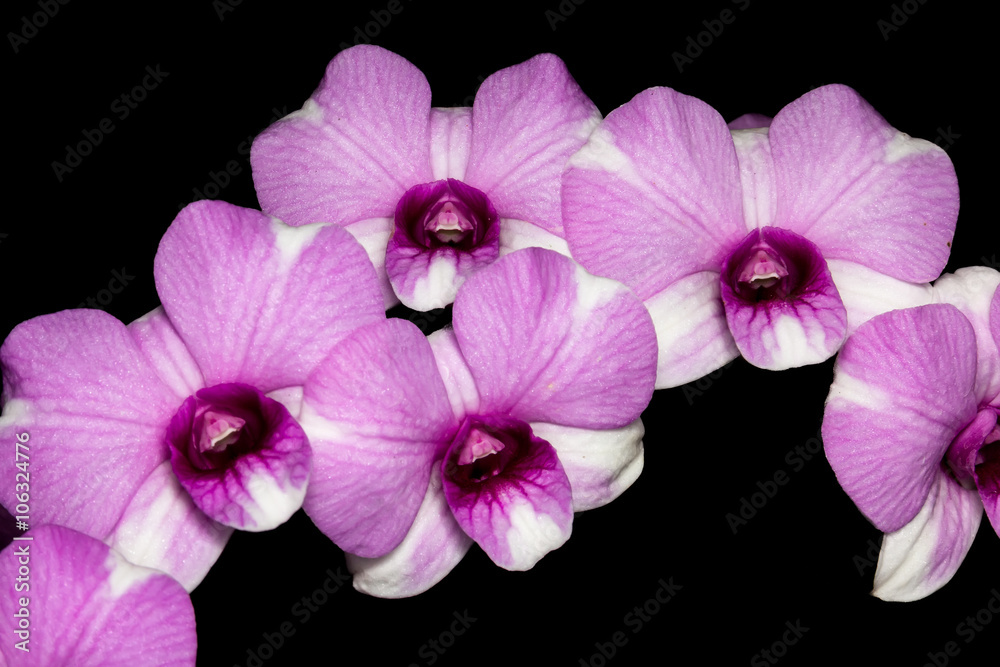 Fototapeta premium orchid isolated on black