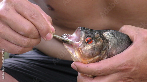 Close-up of an indigenous man carefully removing a fishing hook from the mouth of a live piranha in the Cuyabeno Amazon, Ecuador, the fish's sharp teeth and red eye visible.
