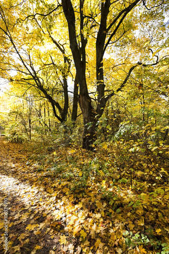 autumn forest   closeup