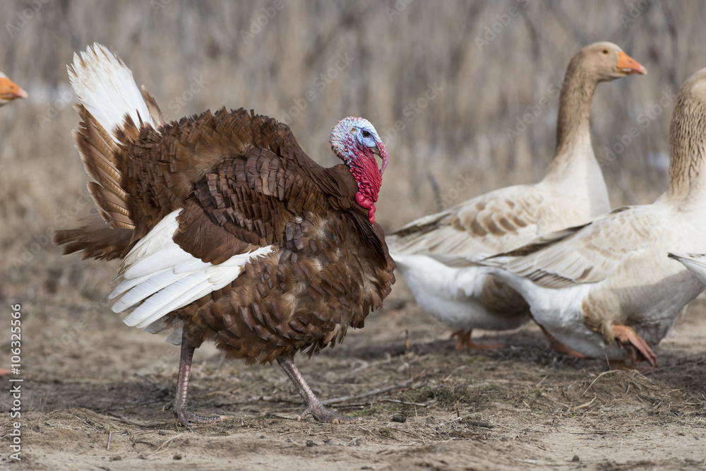 Bourbon Red Turkey with domestic Geese Bourbon Red Turkey with domestic Geese