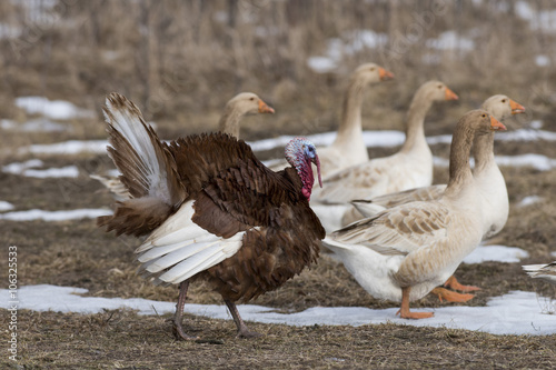 Bourbon Red Turkey with domestic Geese © Steve Oehlenschlager